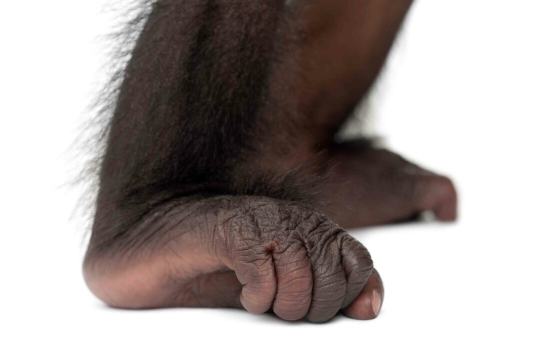 Cinderella’s Big Foot